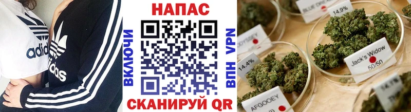 Бошки Шишки планчик  Сольцы 